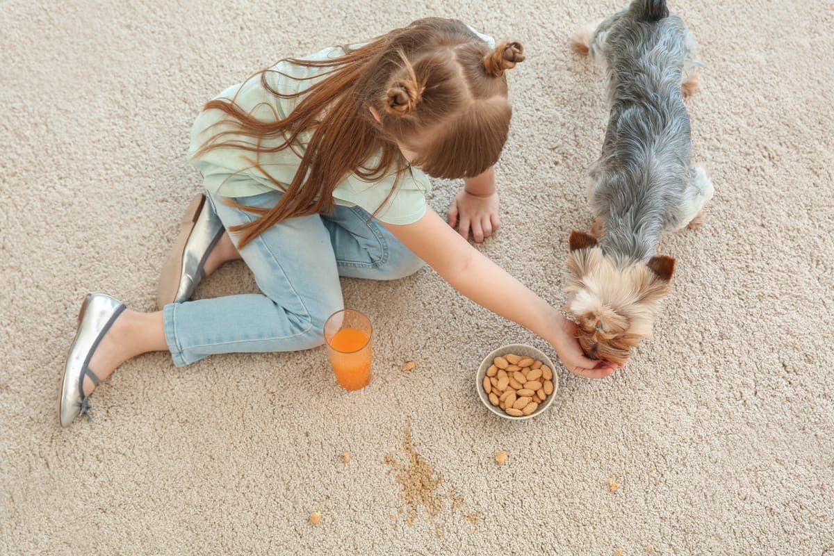 Pet stain on carpet being treated