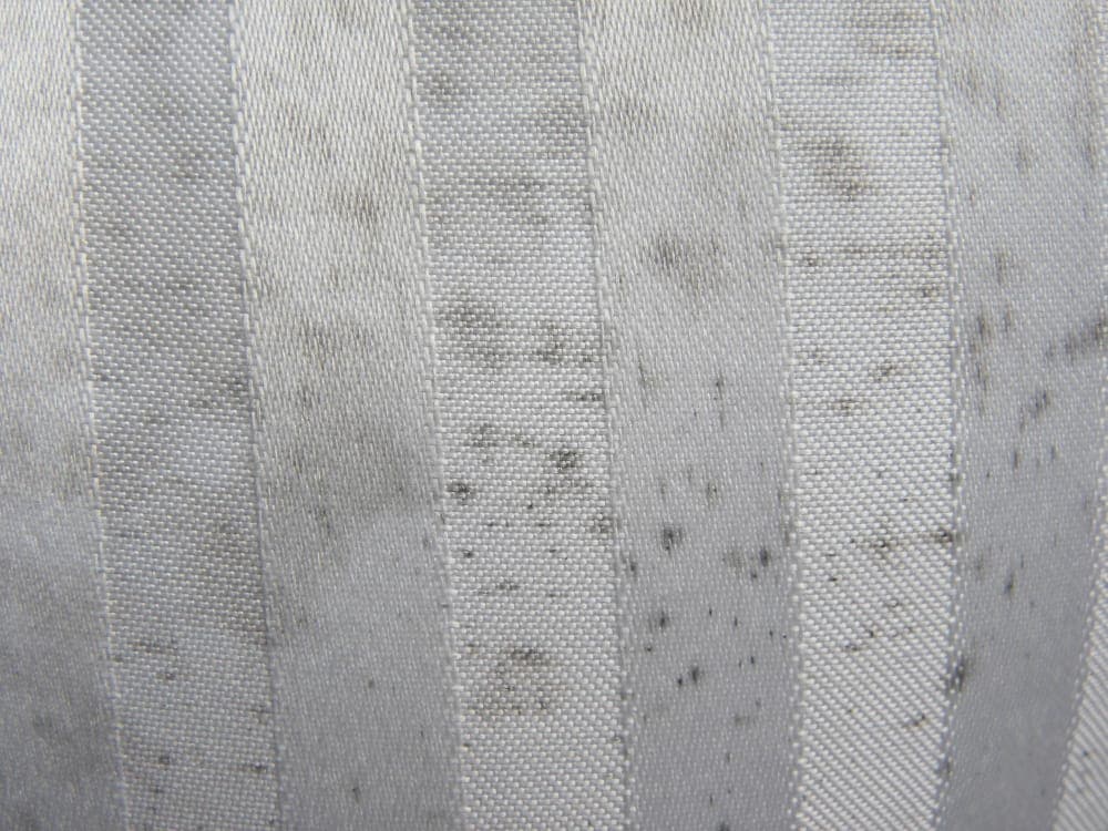 Mold growth on carpet fibers