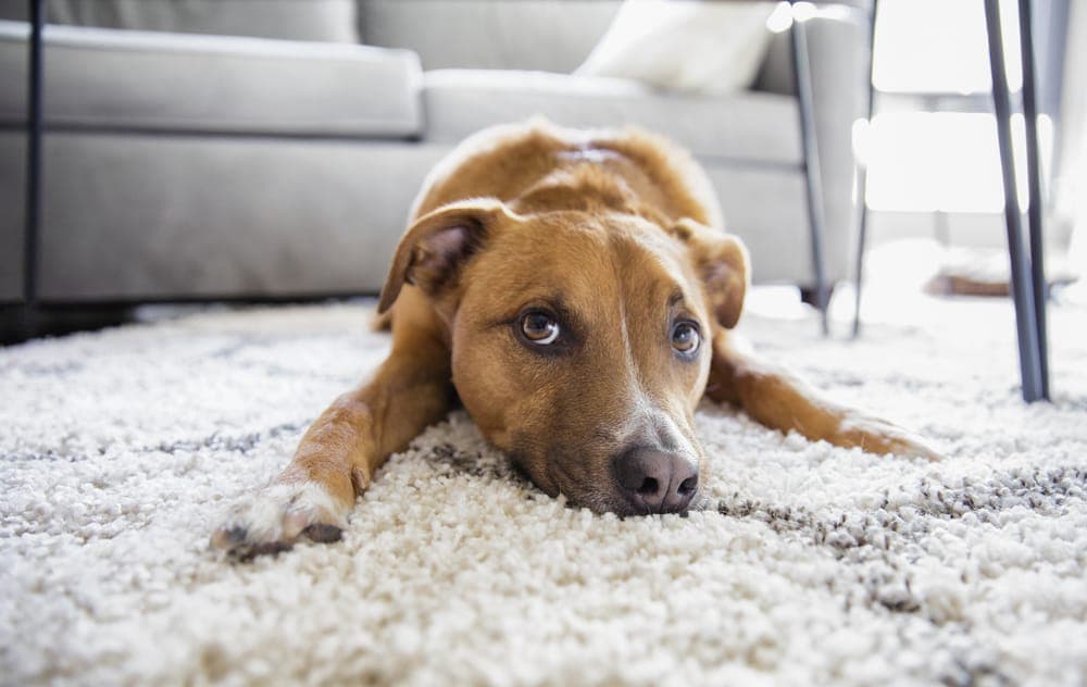 Puppy sitting on carpet