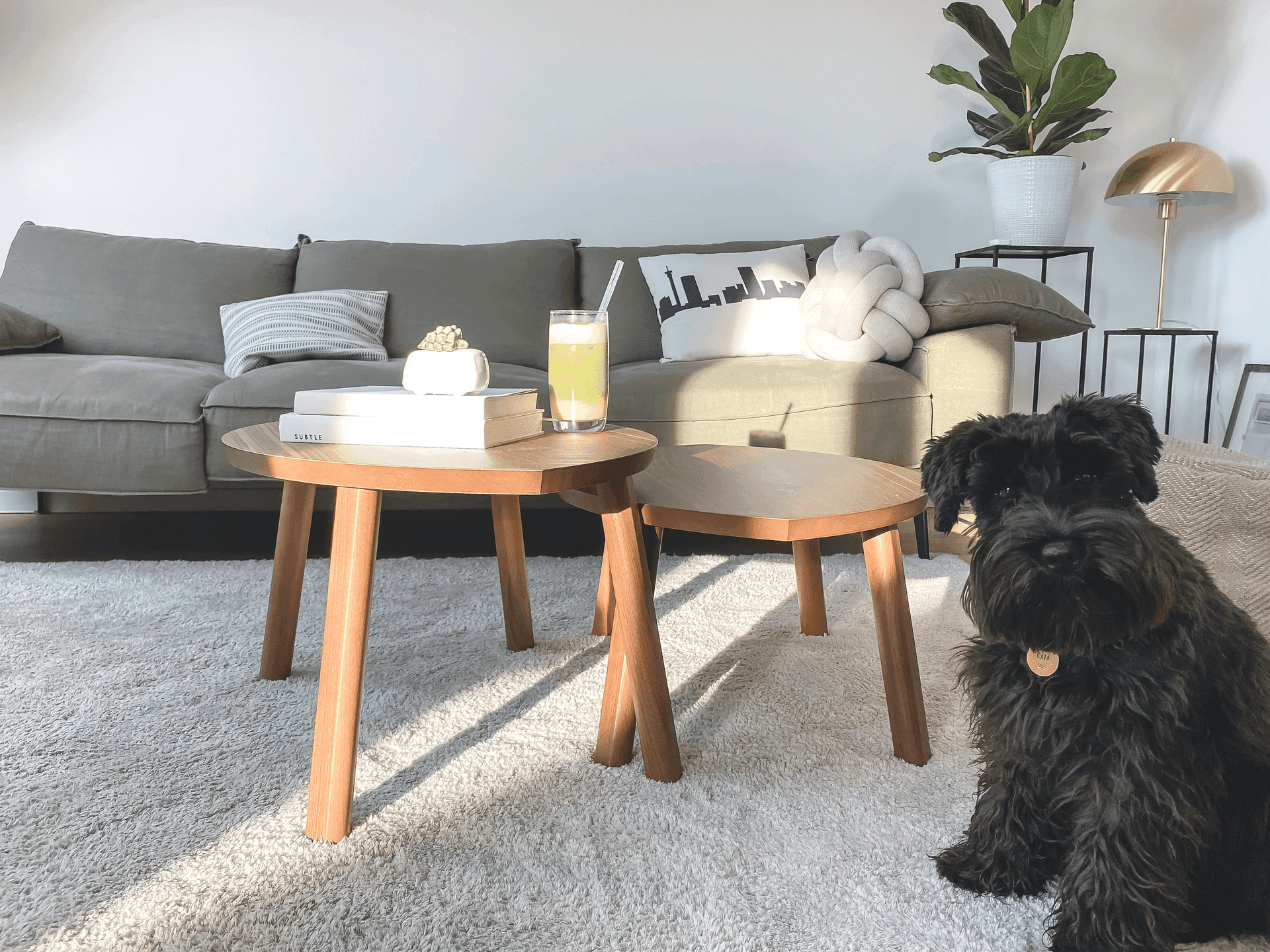 Professional carpet cleaning in Midlothian, TX