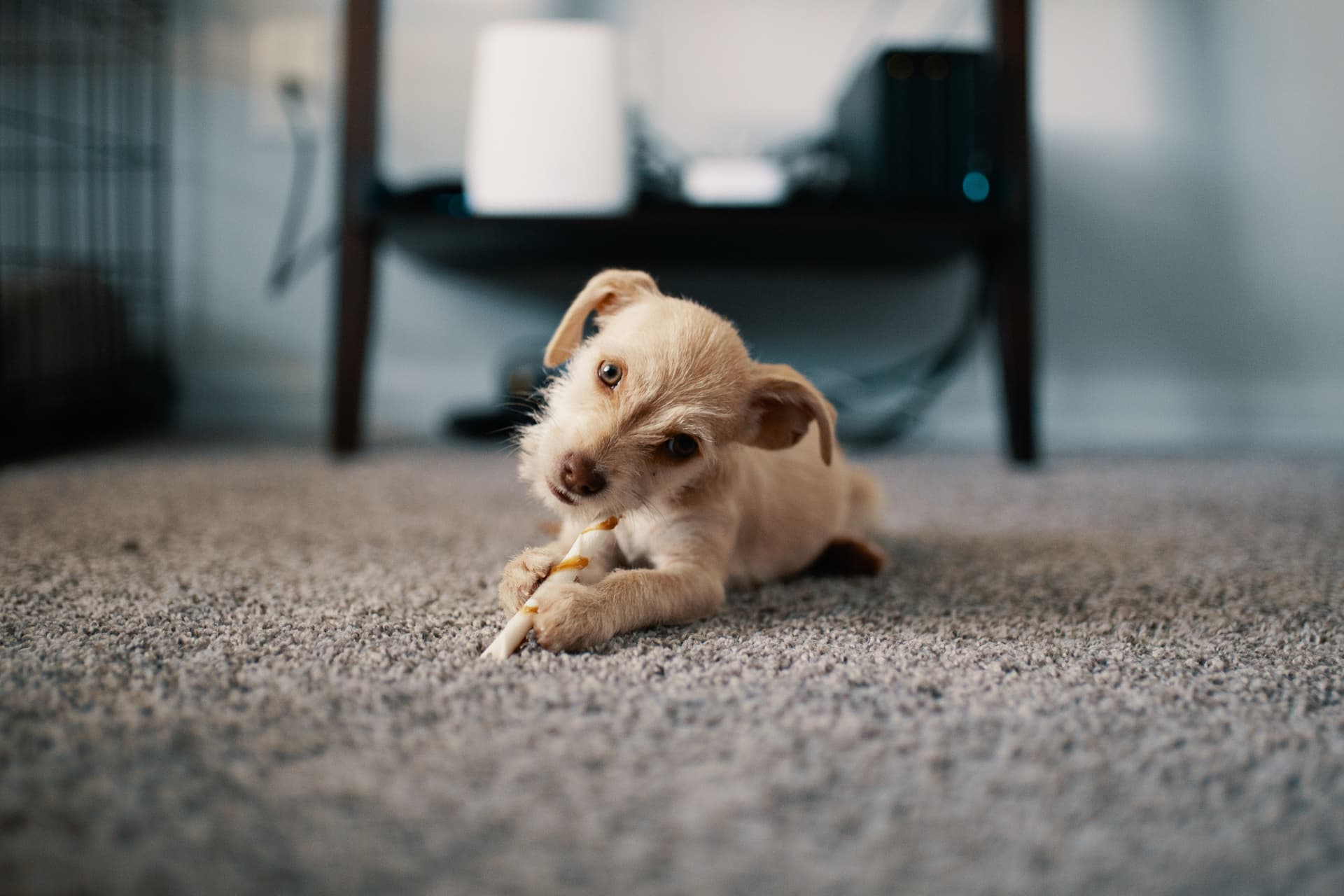 Professional carpet cleaning in East Columbia, SC