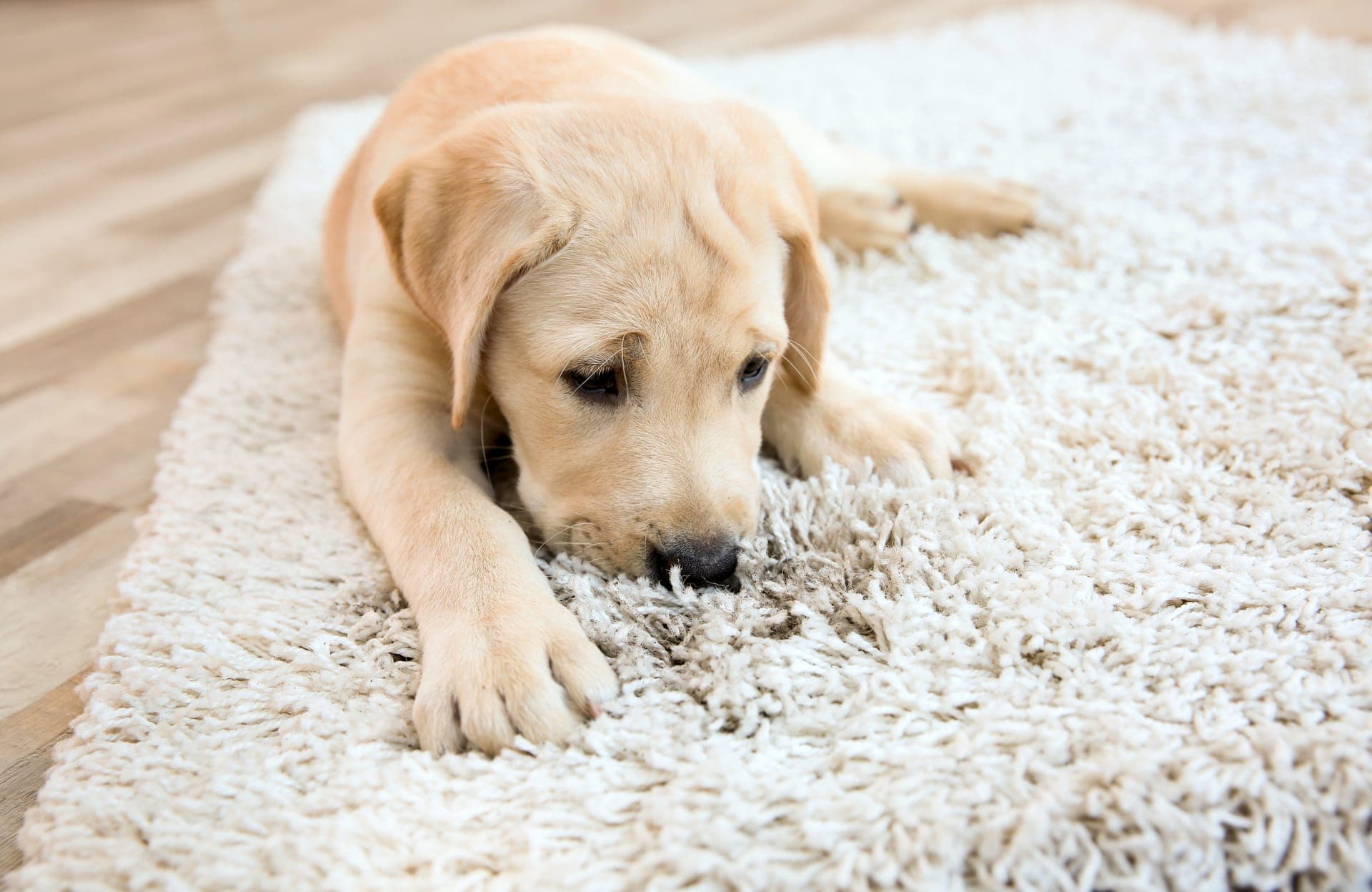 Professional carpet cleaning in Kennedale, TX