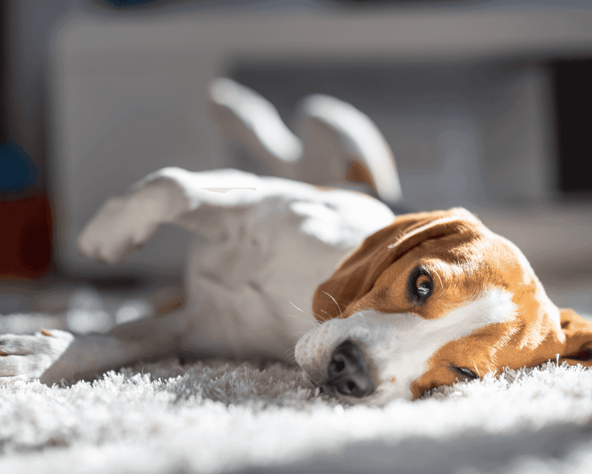 Pet stain and odor removal in Georgetown